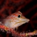 hawkfish_longnose_res_kb_h_0374_png1046.jpg